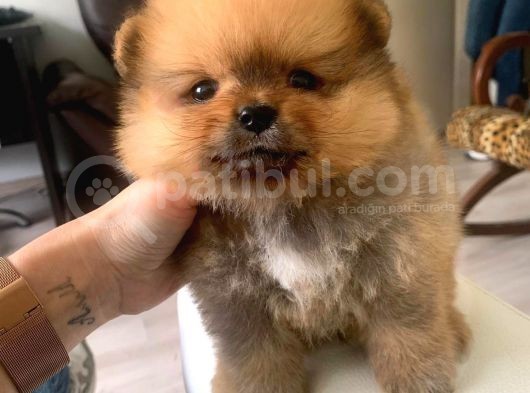 Teddy Bear Face Pomerian Yavrularımız görsel