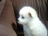 Orijinalden Maltese