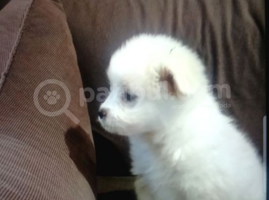 Orijinalden Maltese görsel