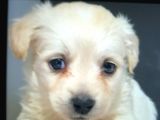 Orijinalden Maltese