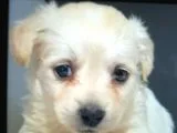 Orijinalden Maltese