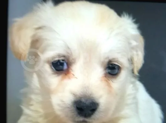 Orijinalden Maltese