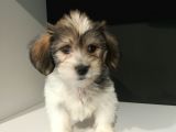 Orijinalden Maltese