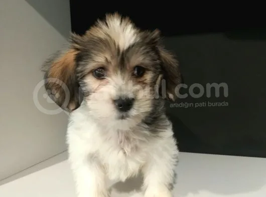 Orijinalden Maltese