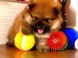 Irkının En Küçüğü Pomeranian Boo