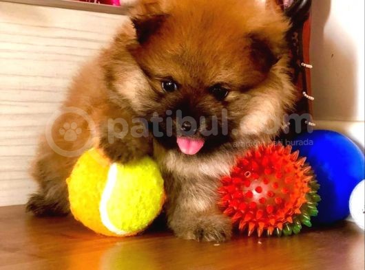 Irkının En Küçüğü Pomeranian Boo görsel