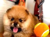 Irkının En Küçüğü Pomeranian Boo