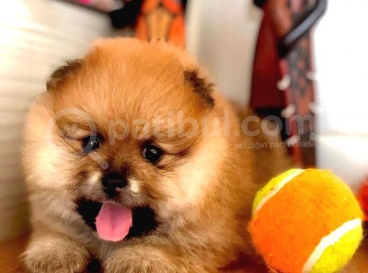 Irkının En Küçüğü Pomeranian Boo görsel