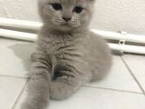 British Blue Oğlumuz