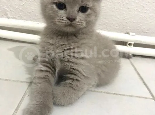 British Blue Oğlumuz