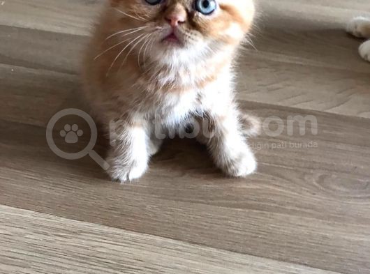 Egzotıc Mavi Gözlü Bebekler görsel