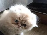 Egzotıc Mavi Gözlü Bebekler