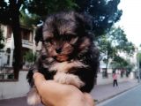 Morkie Bebekler