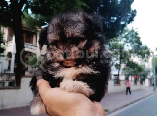 Morkie Bebekler görsel