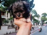 Morkie Bebekler