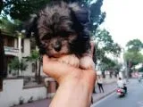 Morkie Bebekler
