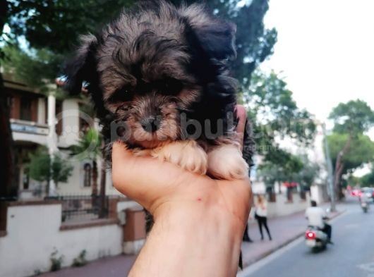 Morkie Bebekler görsel