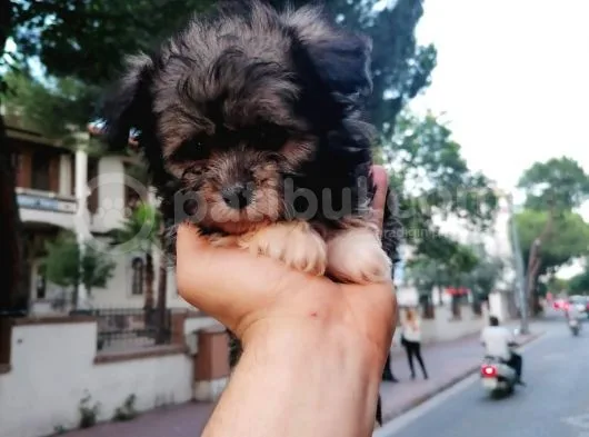 Morkie Bebekler