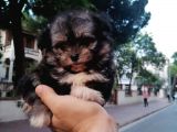 Morkie Bebekler