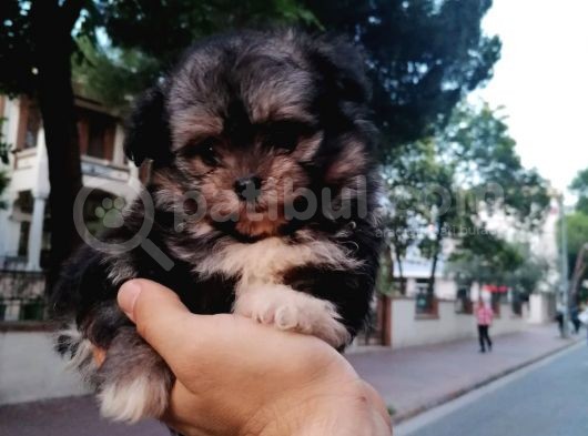 Morkie Bebekler görsel