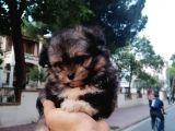 Morkie Bebekler