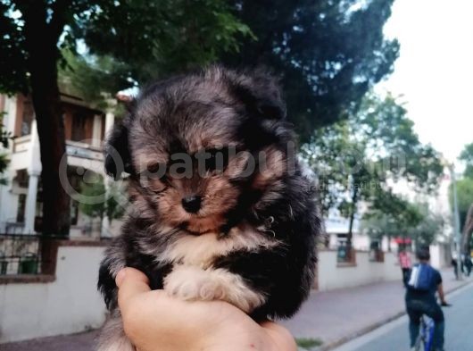 Morkie Bebekler görsel