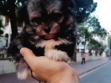 Morkie Bebekler
