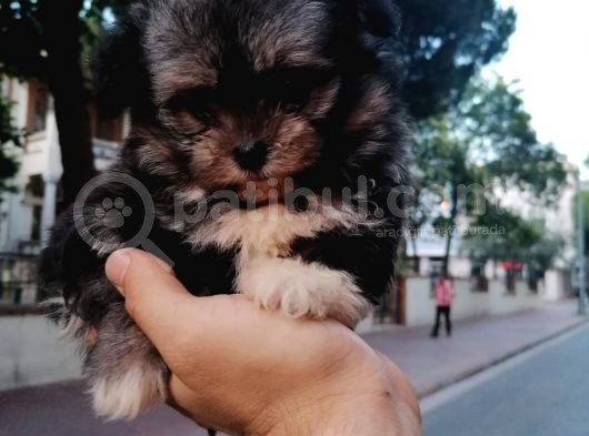Morkie Bebekler görsel