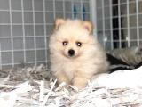 Dişi Erkek Pomerian Spitz Yavrularımız