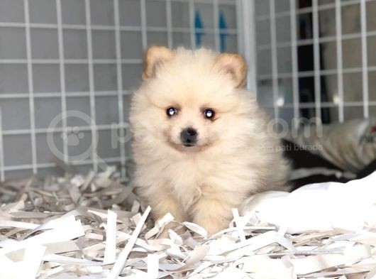 Dişi Erkek Pomerian Spitz Yavrularımız görsel