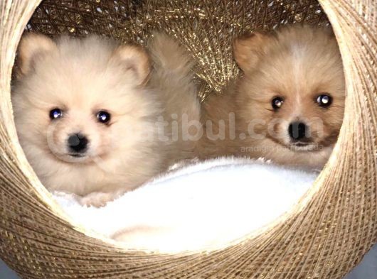 Dişi Erkek Pomerian Spitz Yavrularımız görsel