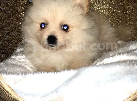Dişi Erkek Pomerian Spitz Yavrularımız görsel