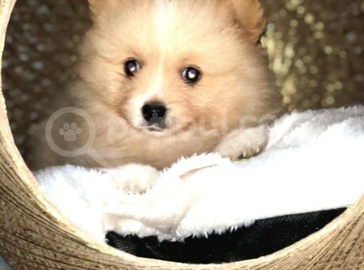 Dişi Erkek Pomerian Spitz Yavrularımız