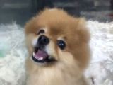 Pomeranian Boo