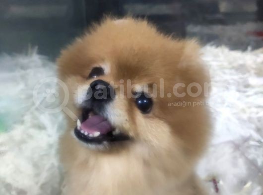 Pomeranian Boo görsel