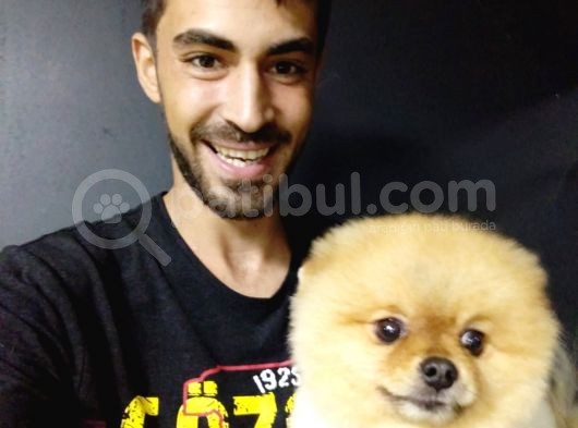 Pomeranian Boo görsel
