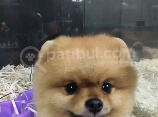 Pomeranian Boo görsel