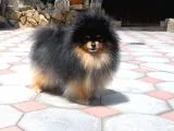 Pomeranian Boo