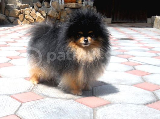Pomeranian Boo görsel