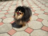 Pomeranian Boo