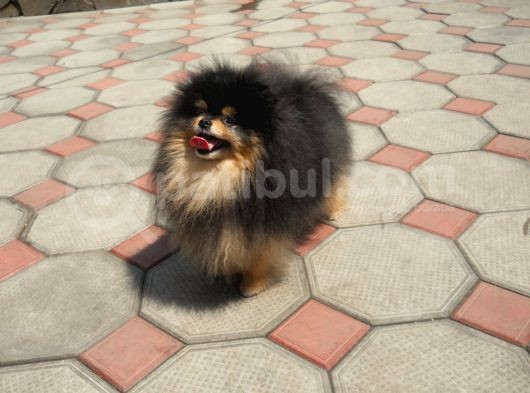 Pomeranian Boo görsel