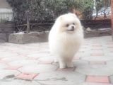 Pomeranian Boo