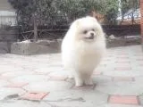 Pomeranian Boo