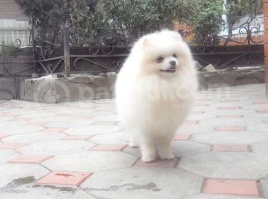 Pomeranian Boo
