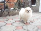 Pomeranian Boo