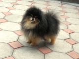 Pomeranian Boo