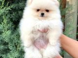 Pomeranian Boo