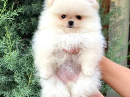 Pomeranian Boo görsel