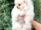 Pomeranian Boo