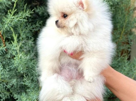 Pomeranian Boo görsel